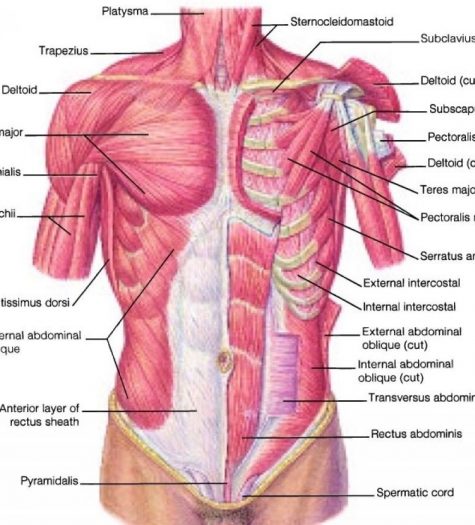 strength-training-with-equipment-chest-diyfit